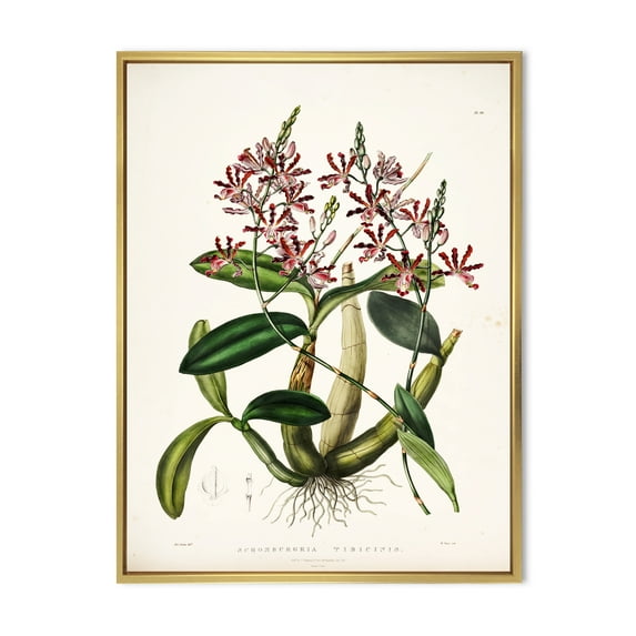 Designart 'Ancient Plant Life VII' Traditional Framed Canvas Wall Art Print