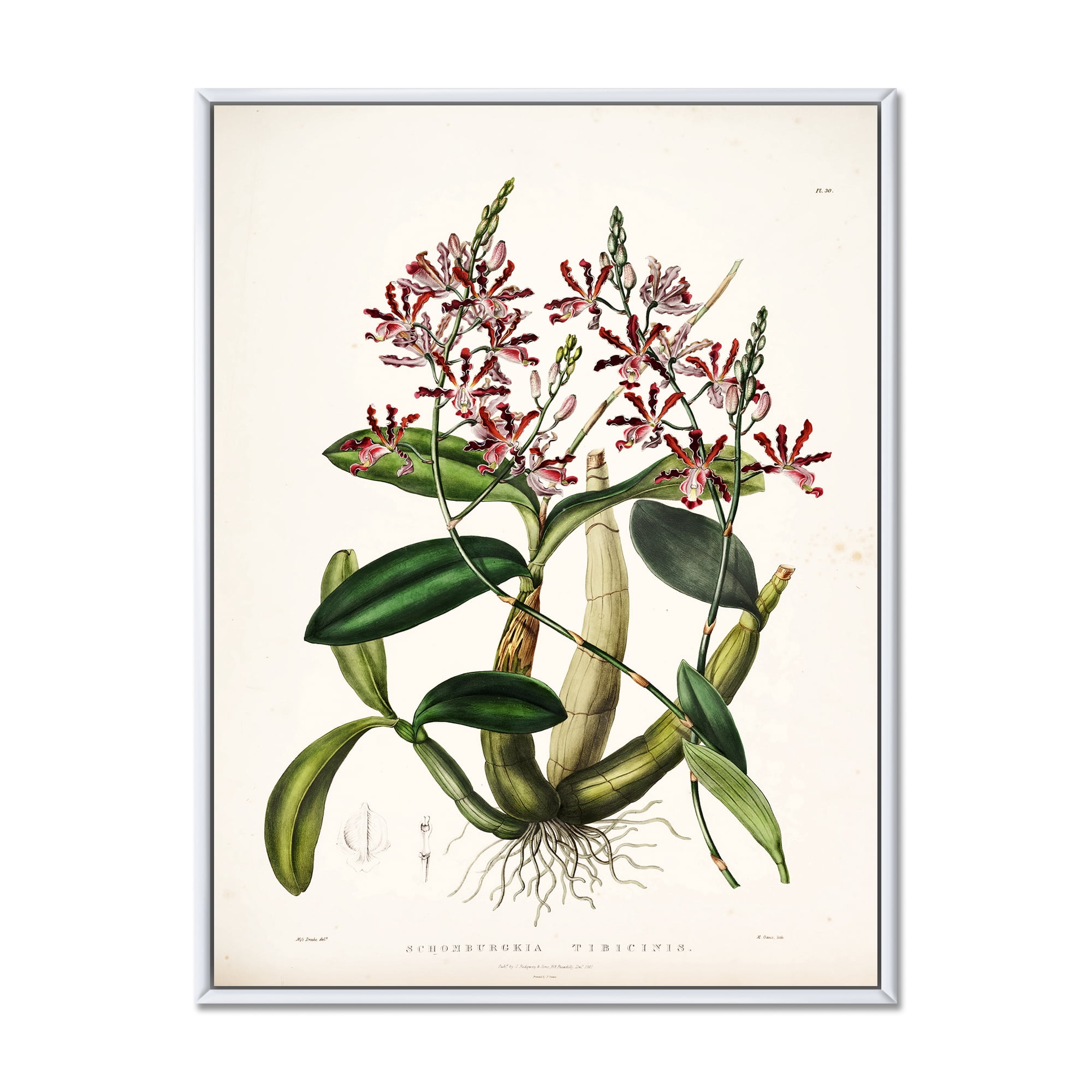 Designart 'Ancient Plant Life VII' Traditional Framed Canvas Wall Art Print