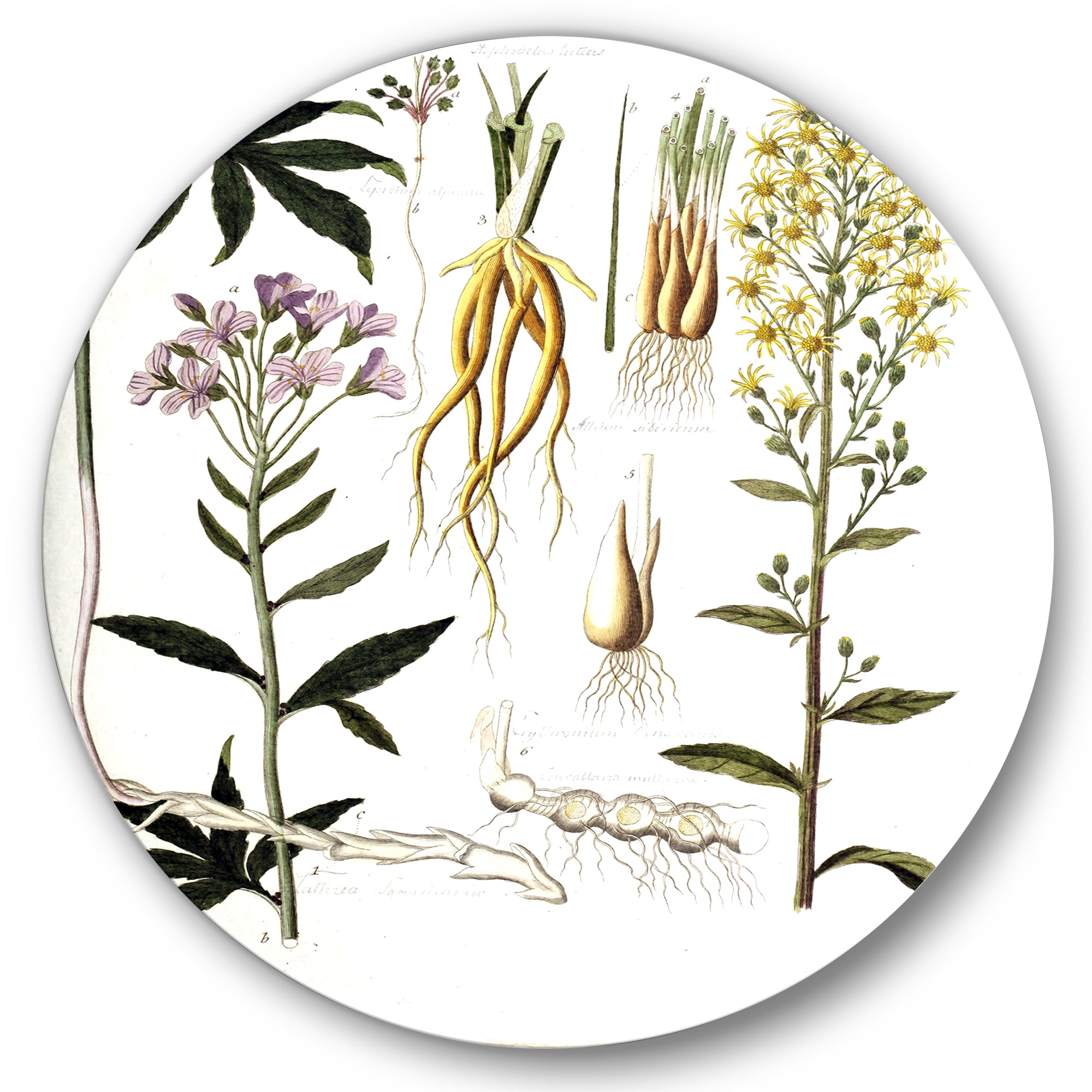 Designart 'Ancient Plant Life VIII' Farmhouse Circle Metal Wall Art 29x29 - Disc of 29