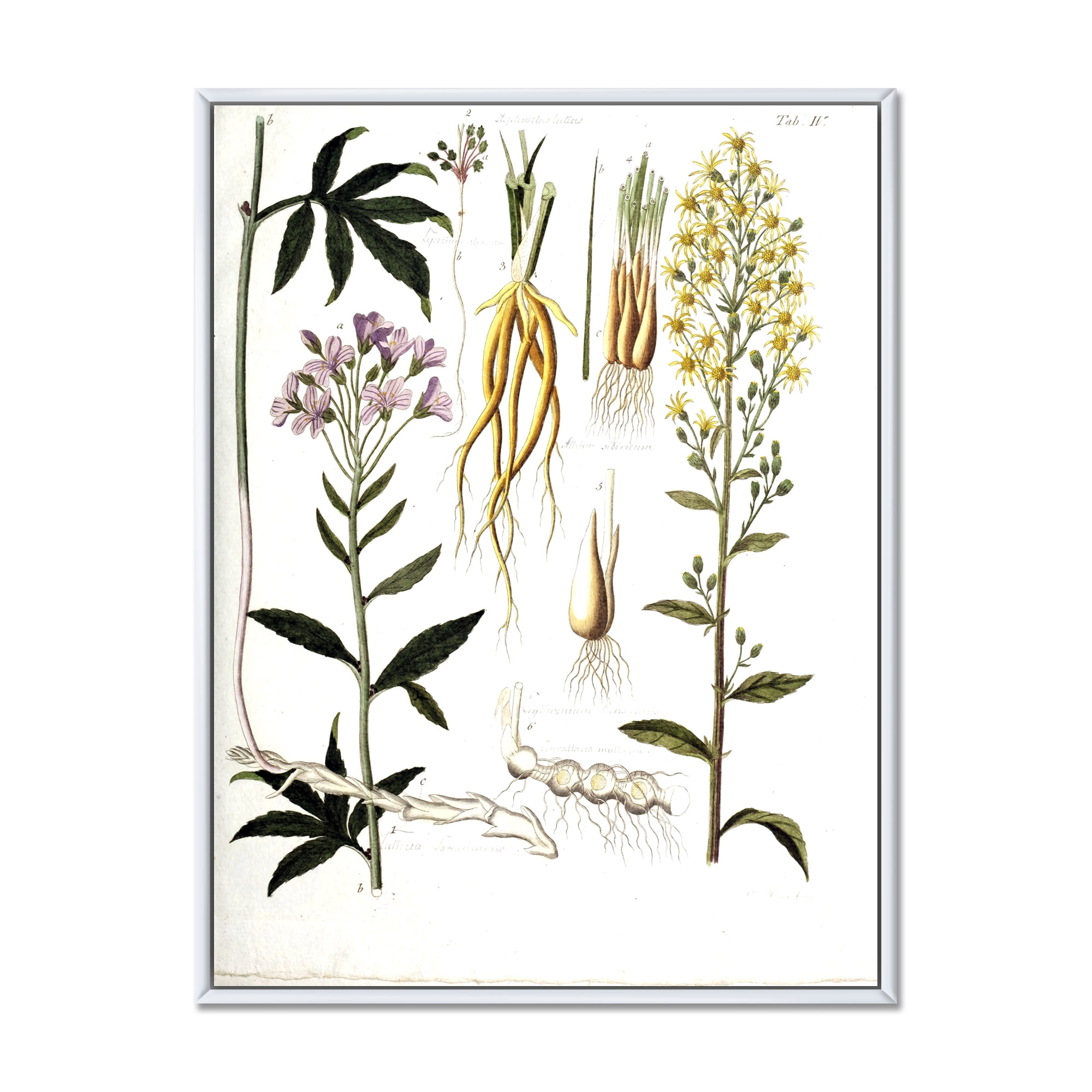 Designart 'Ancient Plant Life VIII' Farmhouse Framed Canvas Wall Art Print