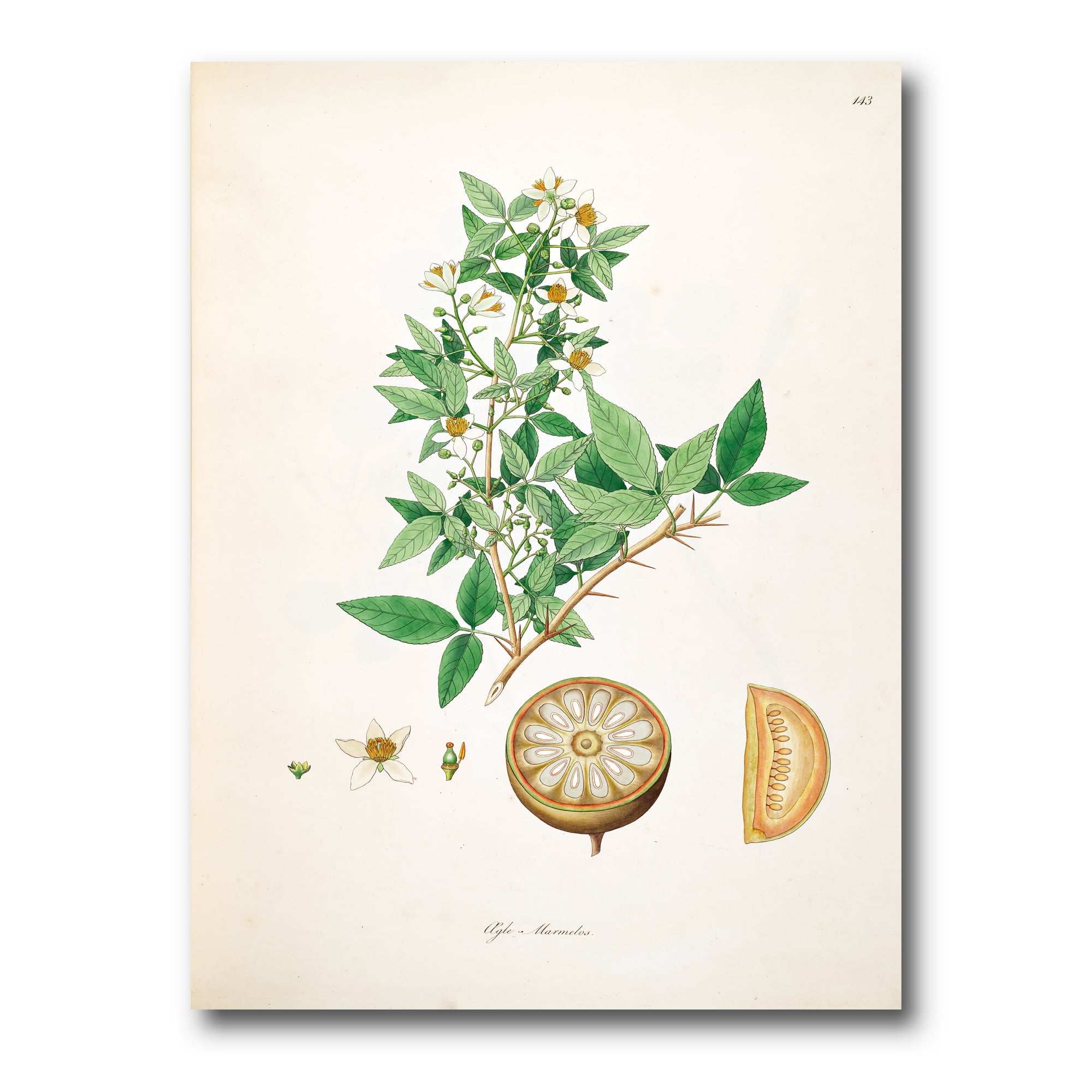 Designart ' Ancient Plant Life X ' Farmhouse Canvas Wall Art Print