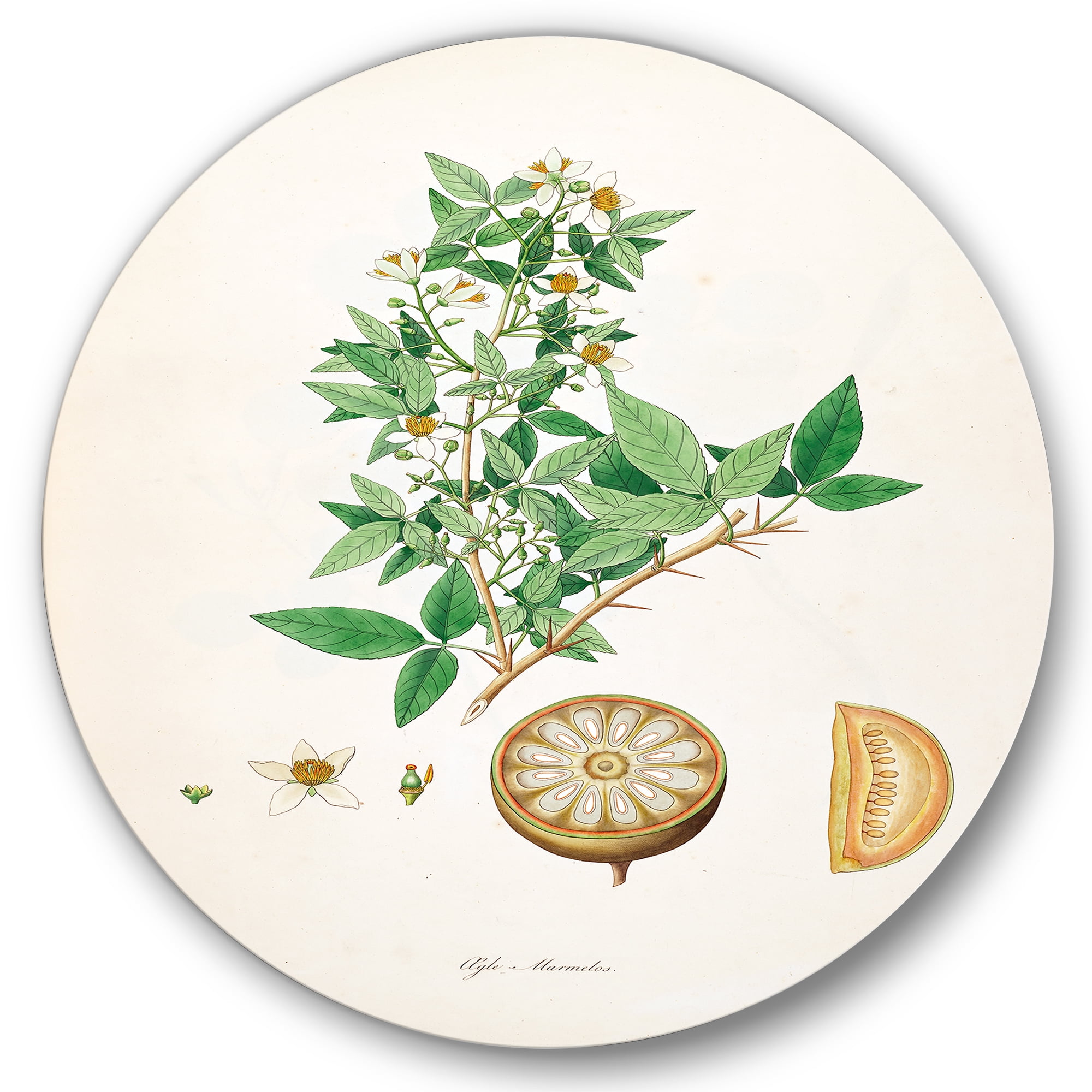 Designart 'Ancient Plant Life X' Farmhouse Circle Metal Wall Art 23x23 - Disc of 23
