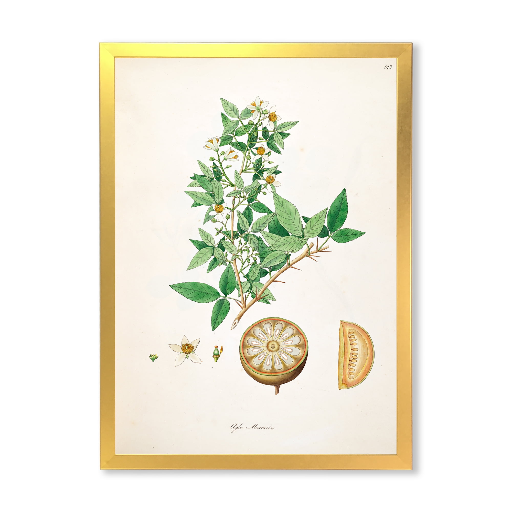 Designart 'Ancient Plant Life X' Farmhouse Framed Art Print