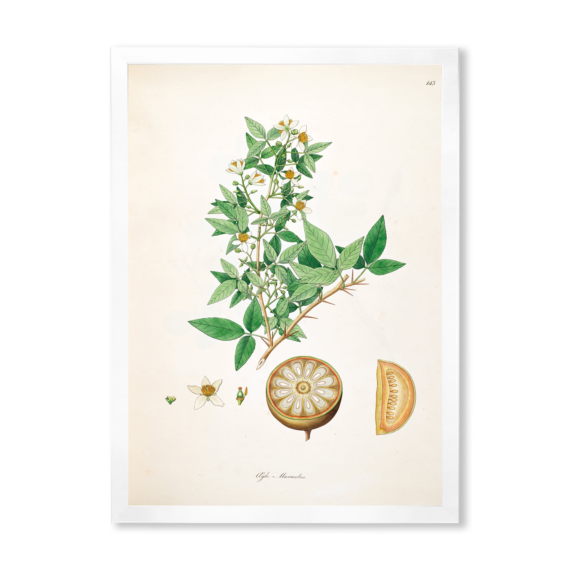 Designart 'Ancient Plant Life X' Farmhouse Framed Art Print