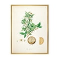 thumbnail image 1 of Designart 'Ancient Plant Life X' Farmhouse Framed Canvas Wall Art Print, 1 of 5