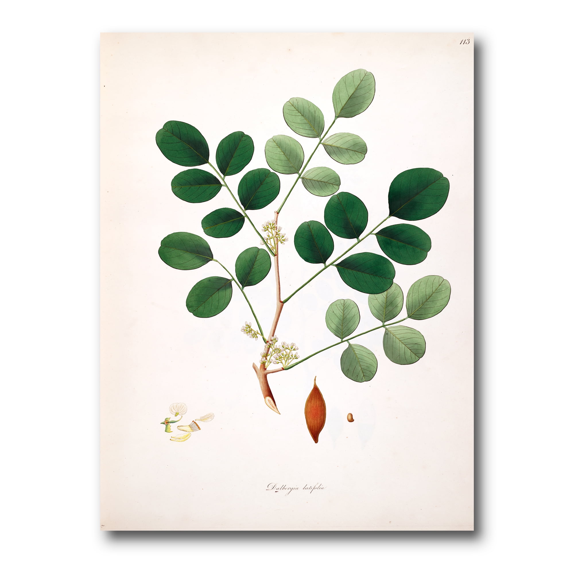 Designart ' Ancient Plant Life XI ' Farmhouse Canvas Wall Art Print