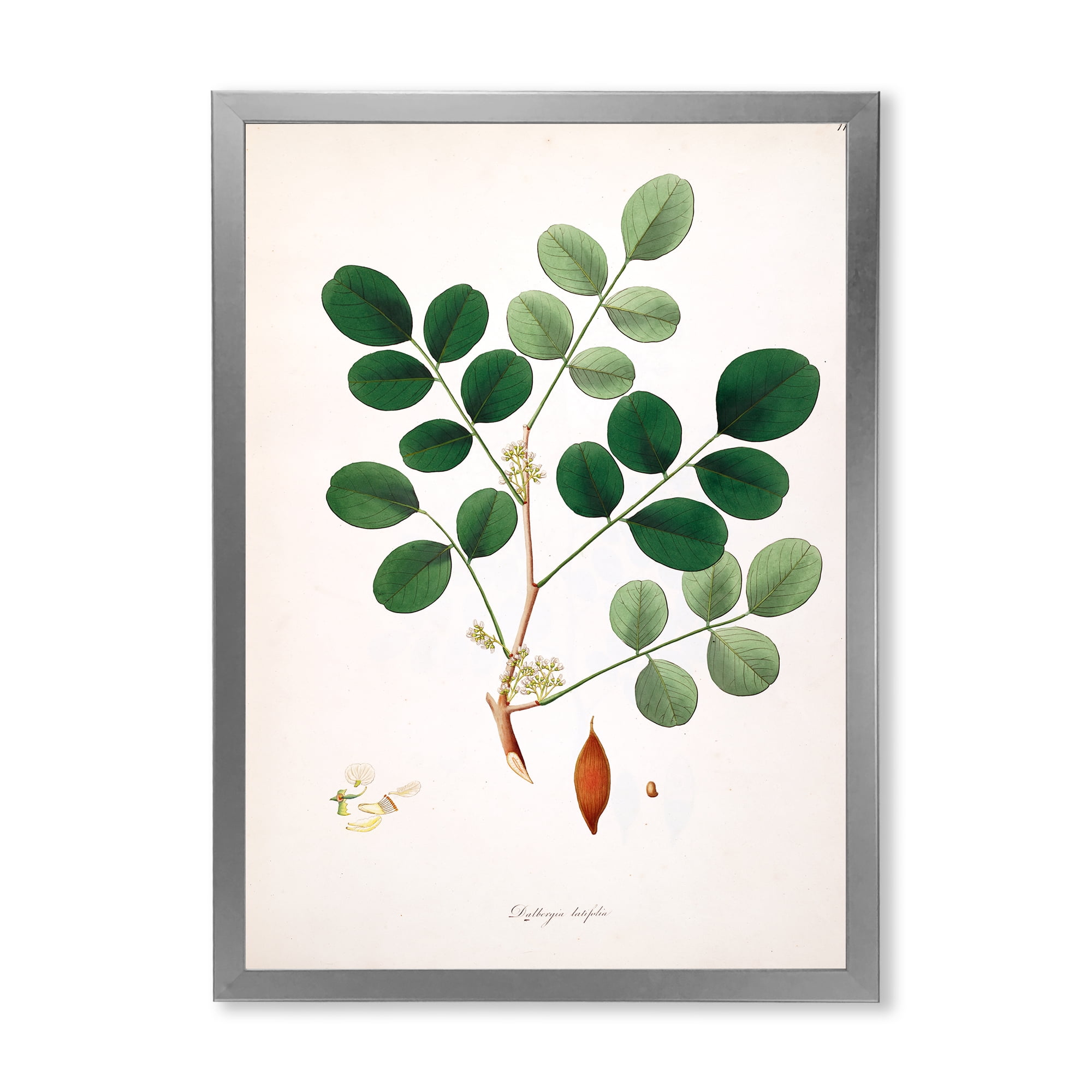 Designart 'Ancient Plant Life XI' Farmhouse Framed Art Print