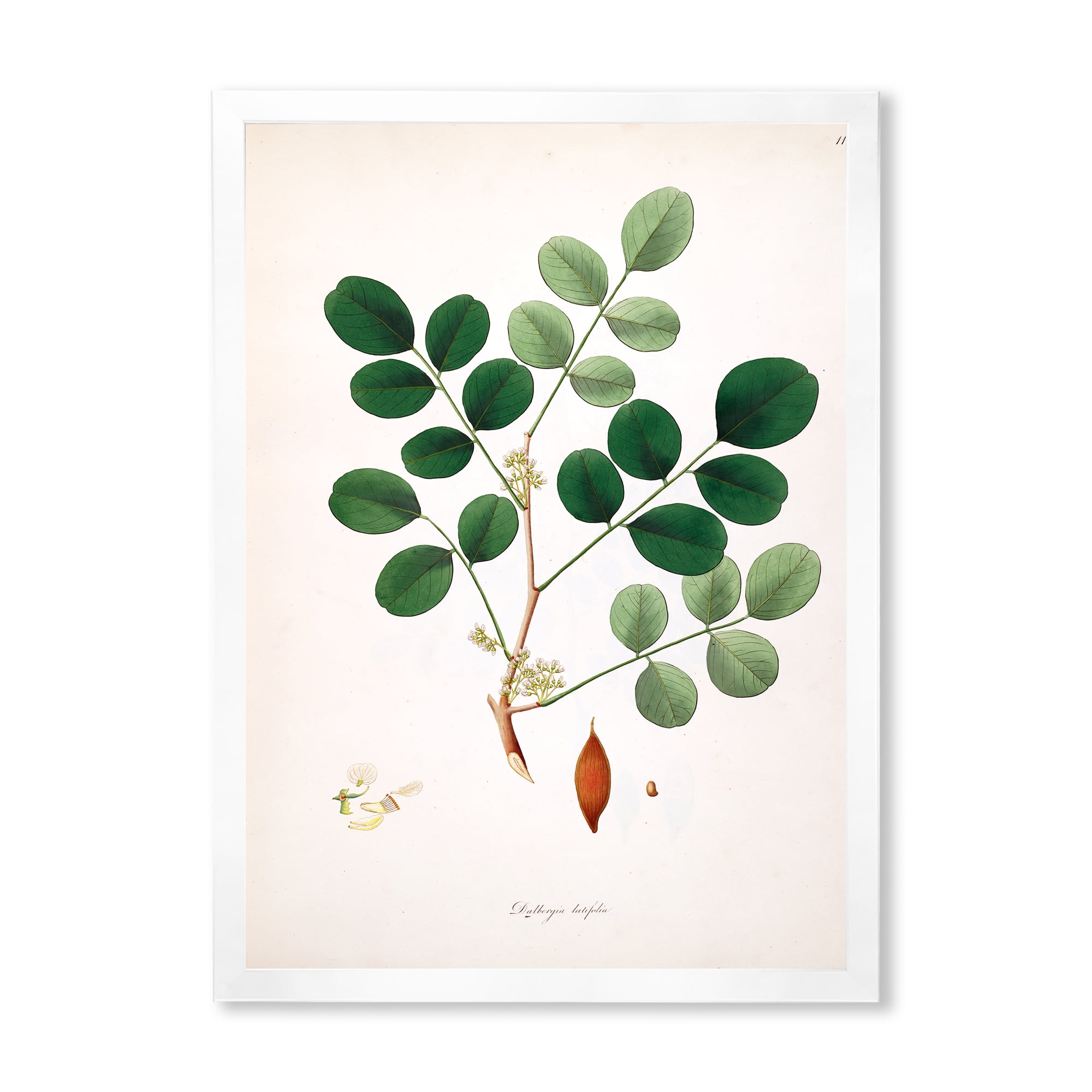 Designart 'Ancient Plant Life XI' Farmhouse Framed Art Print