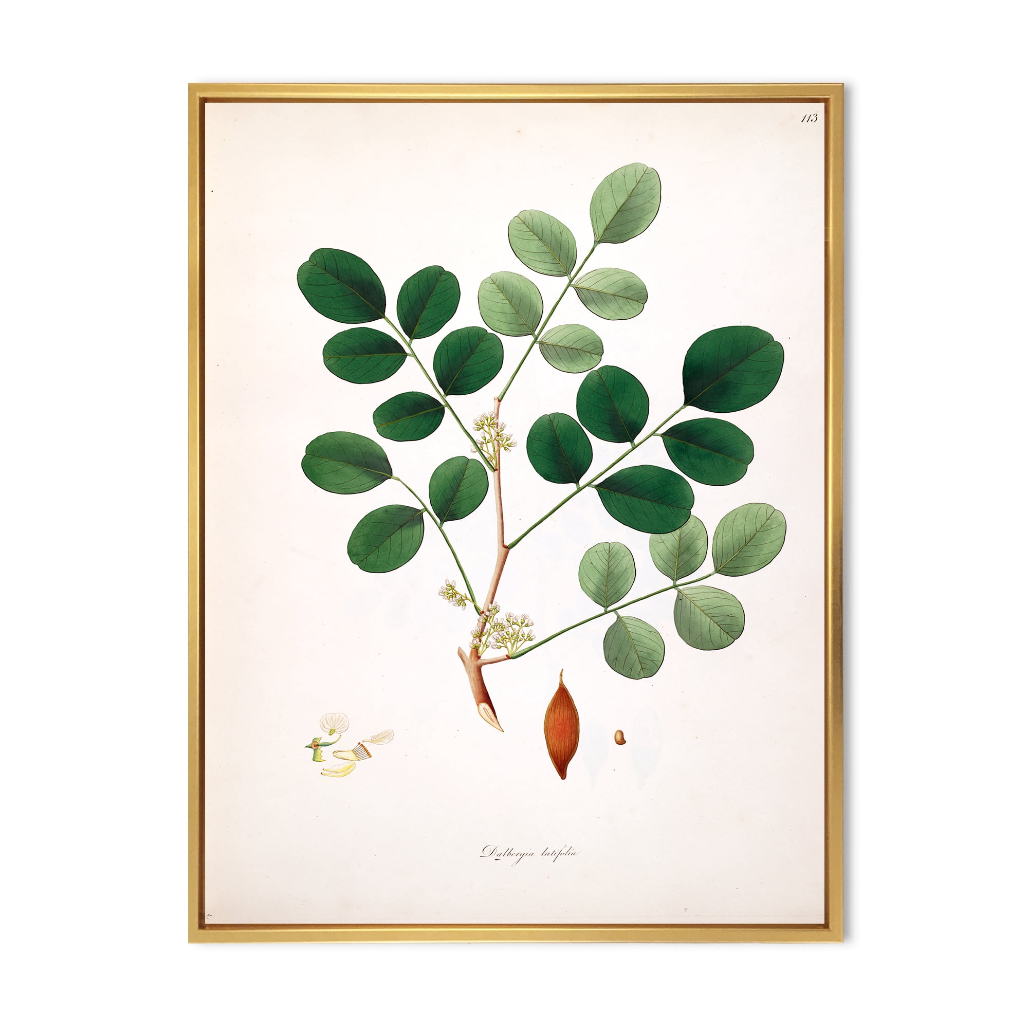 Designart 'Ancient Plant Life XI' Farmhouse Framed Canvas Wall Art Print