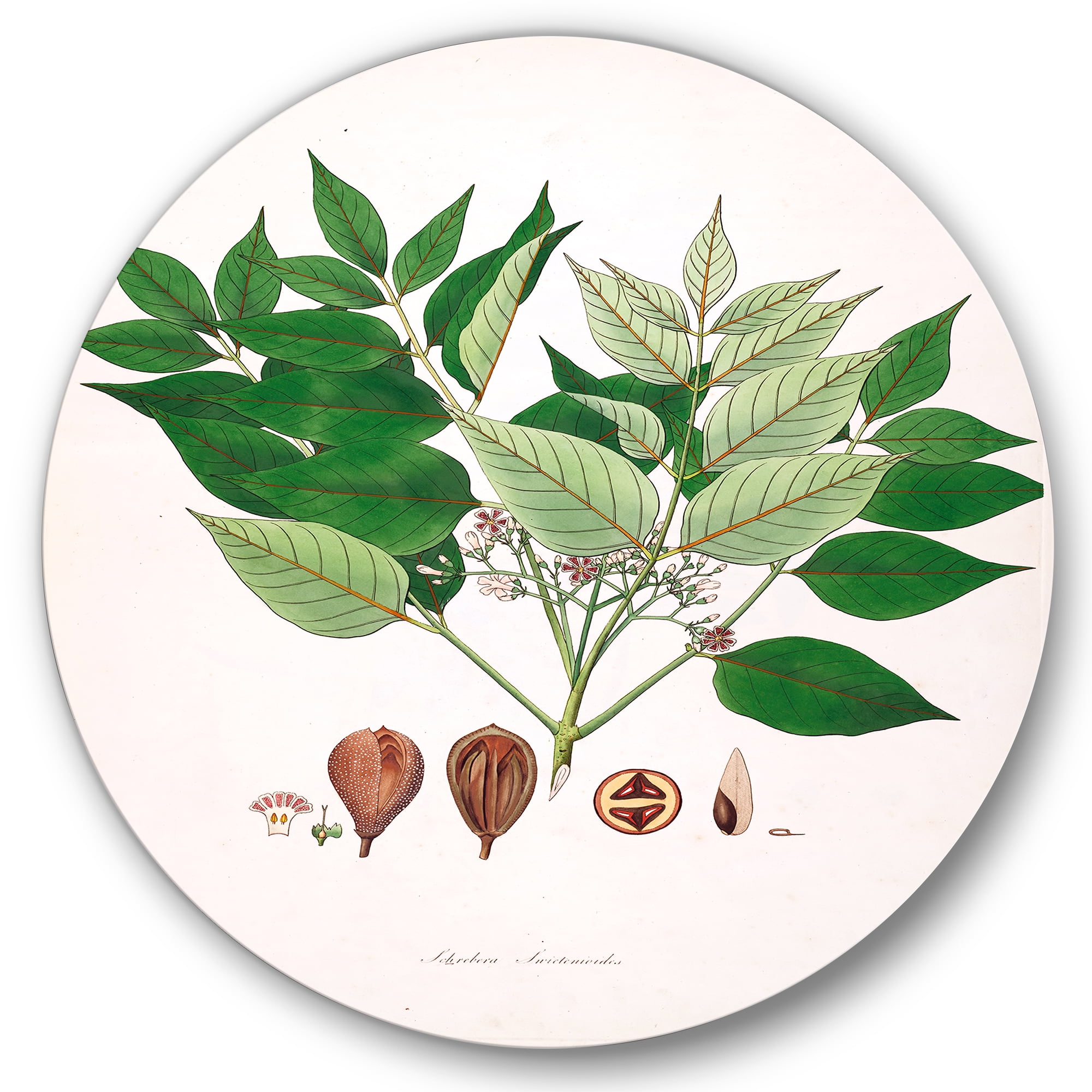 Designart 'Ancient Plant Life XII' Farmhouse Circle Metal Wall Art 36x36 - Disc of 36