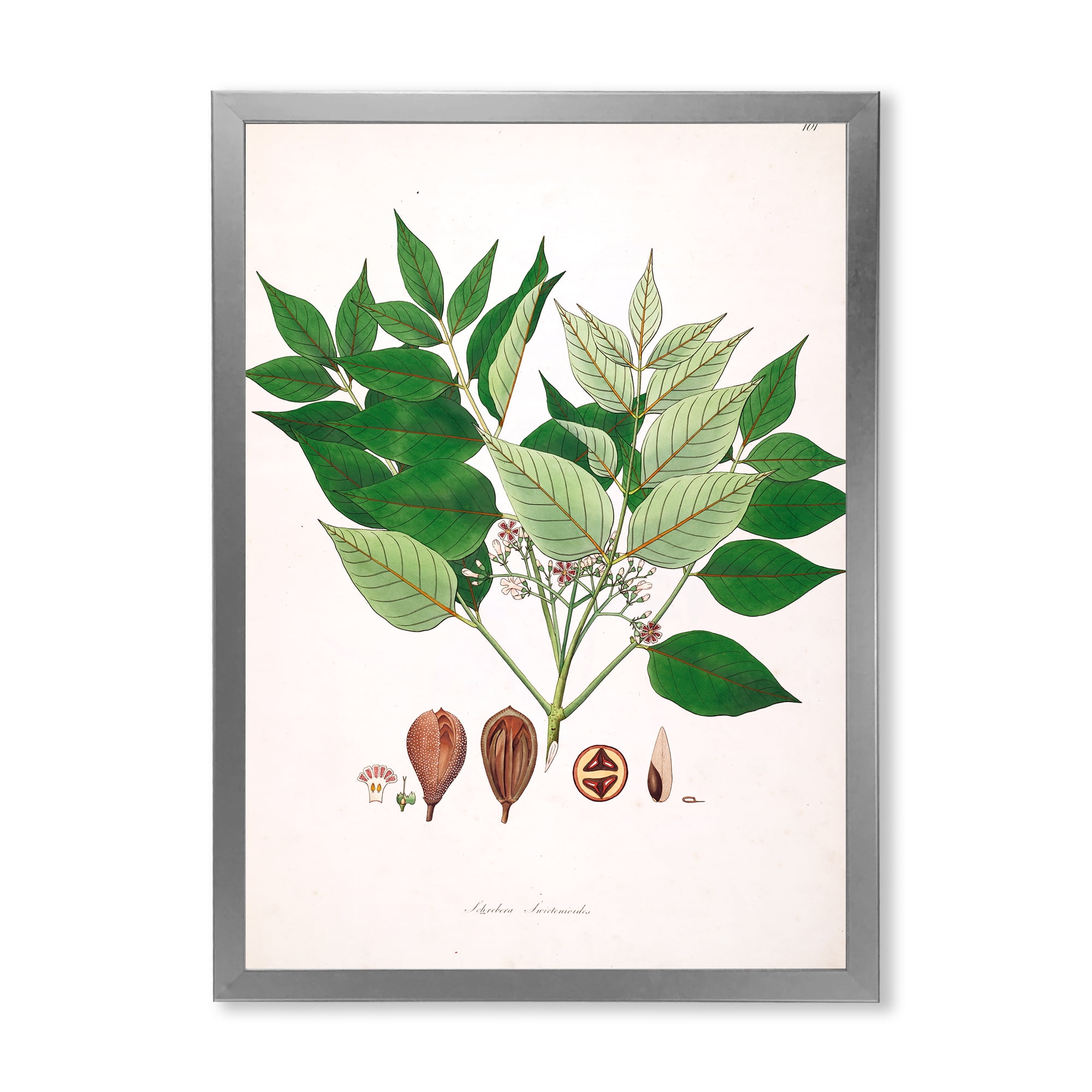 Designart 'Ancient Plant Life XII' Farmhouse Framed Art Print