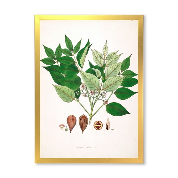 Designart 'Ancient Plant Life XII' Farmhouse Framed Art Print