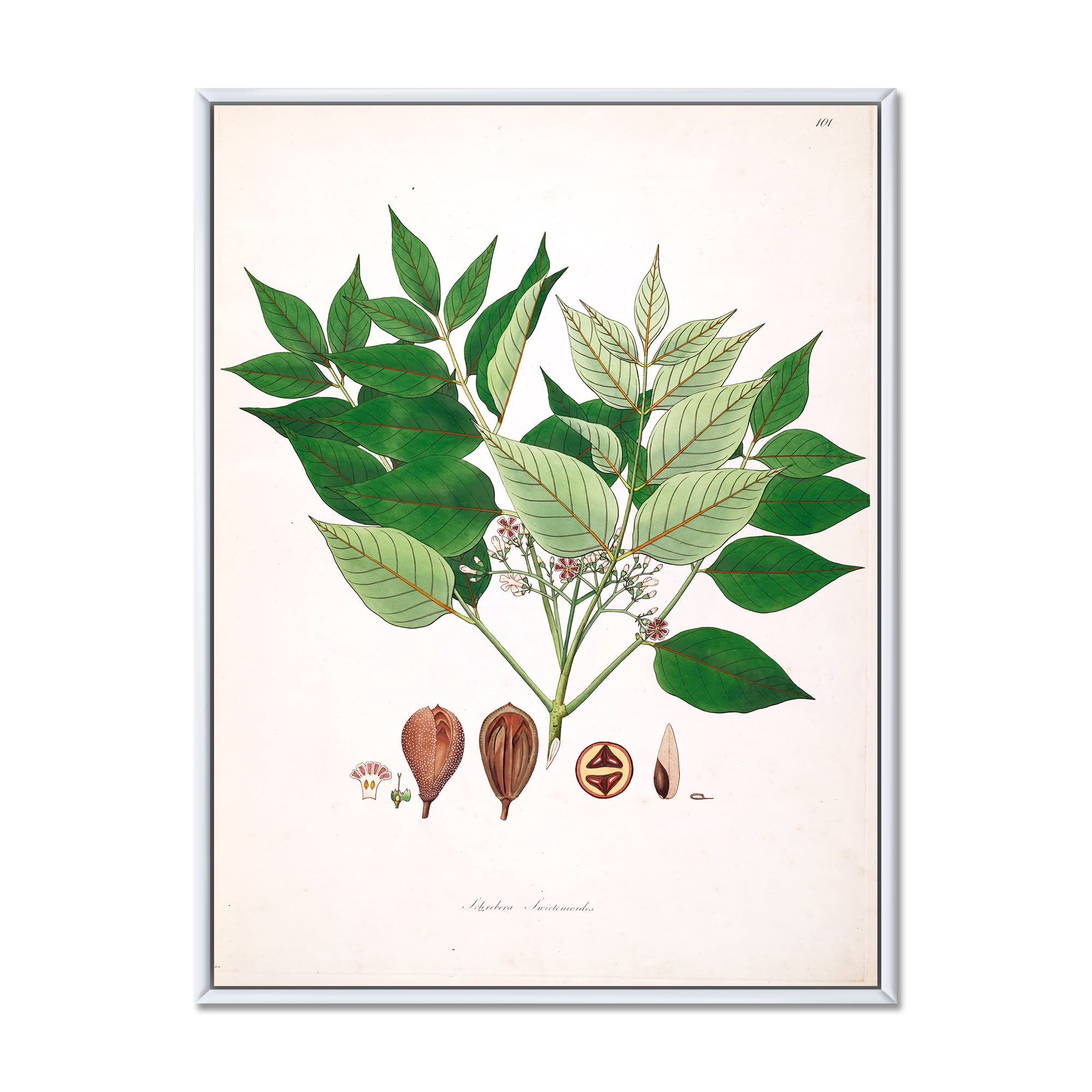 Designart 'Ancient Plant Life XII' Farmhouse Framed Canvas Wall Art Print