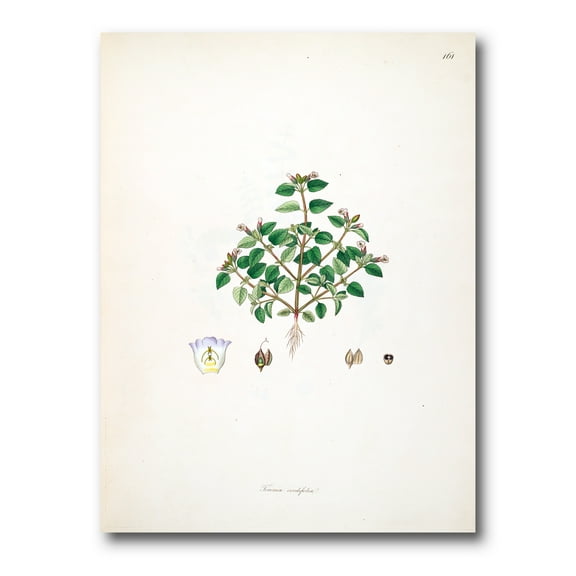 Designart ' Ancient Plant Life XIII ' Farmhouse Canvas Wall Art Print