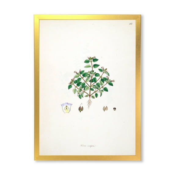 Designart 'Ancient Plant Life XIII' Farmhouse Framed Art Print