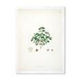 thumbnail image 1 of Designart 'Ancient Plant Life XIII' Farmhouse Framed Art Print, 1 of 4