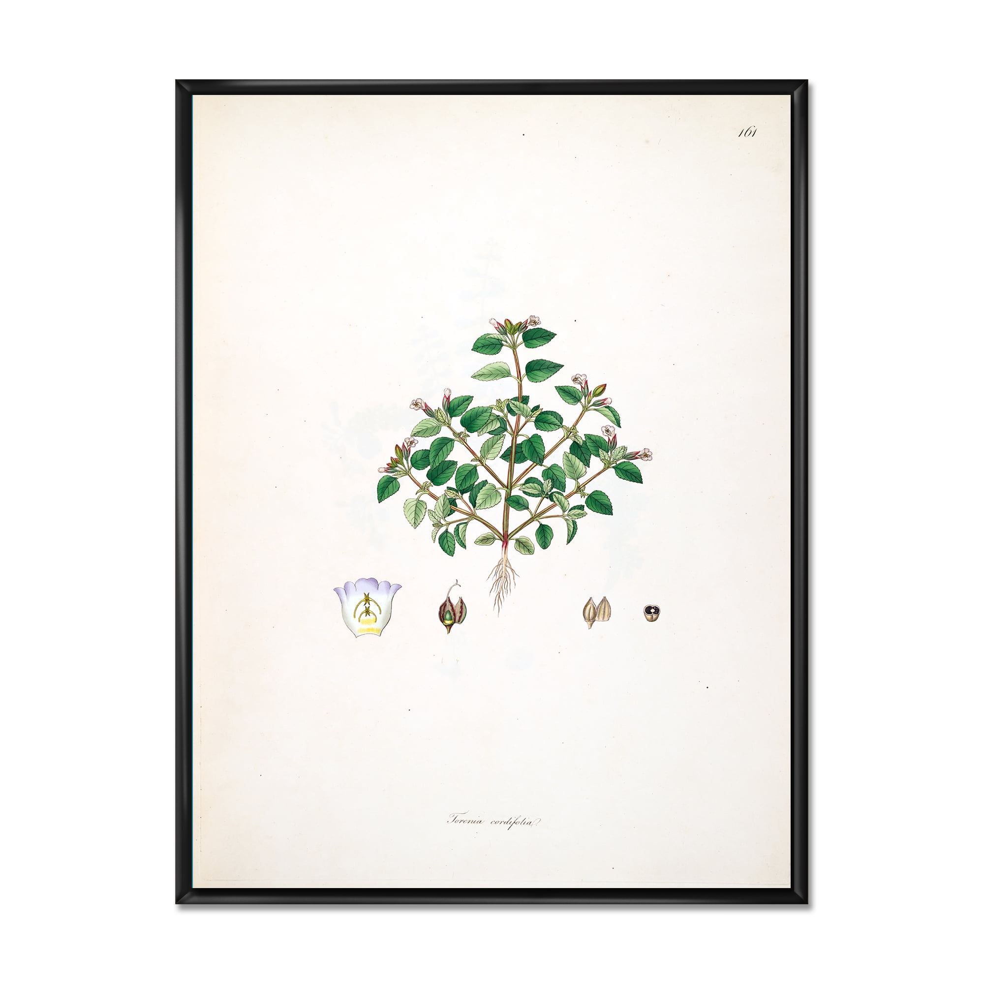 Designart 'Ancient Plant Life XIII' Farmhouse Framed Canvas Wall Art Print