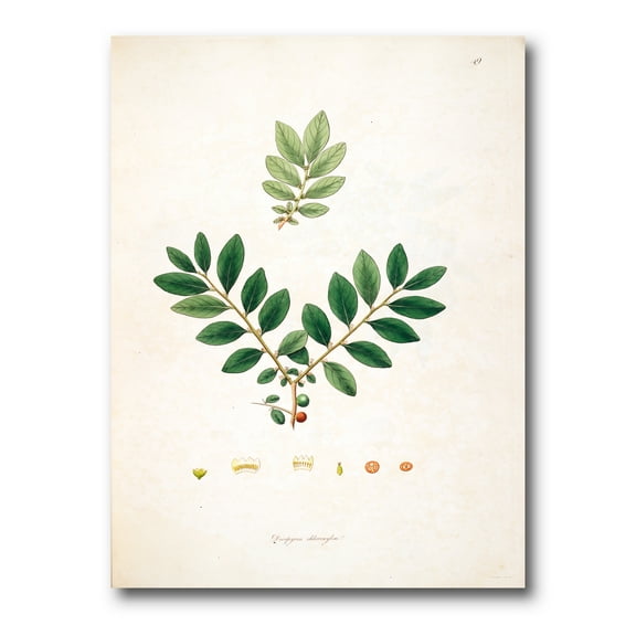 Designart ' Ancient Plant Life XIV ' Farmhouse Canvas Wall Art Print