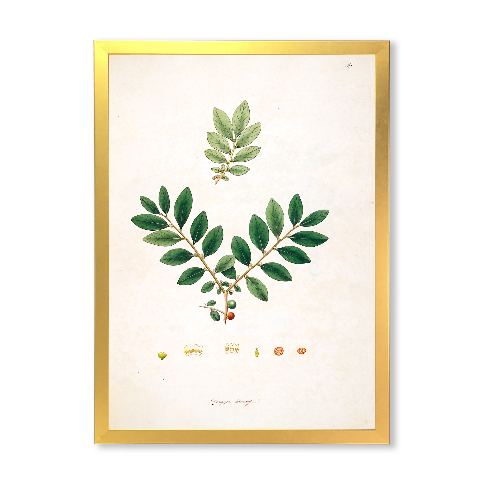 Designart 'Ancient Plant Life XIV' Farmhouse Framed Art Print