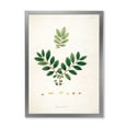 thumbnail image 1 of Designart 'Ancient Plant Life XIV' Farmhouse Framed Art Print, 1 of 4