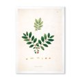 thumbnail image 1 of Designart 'Ancient Plant Life XIV' Farmhouse Framed Art Print, 1 of 4