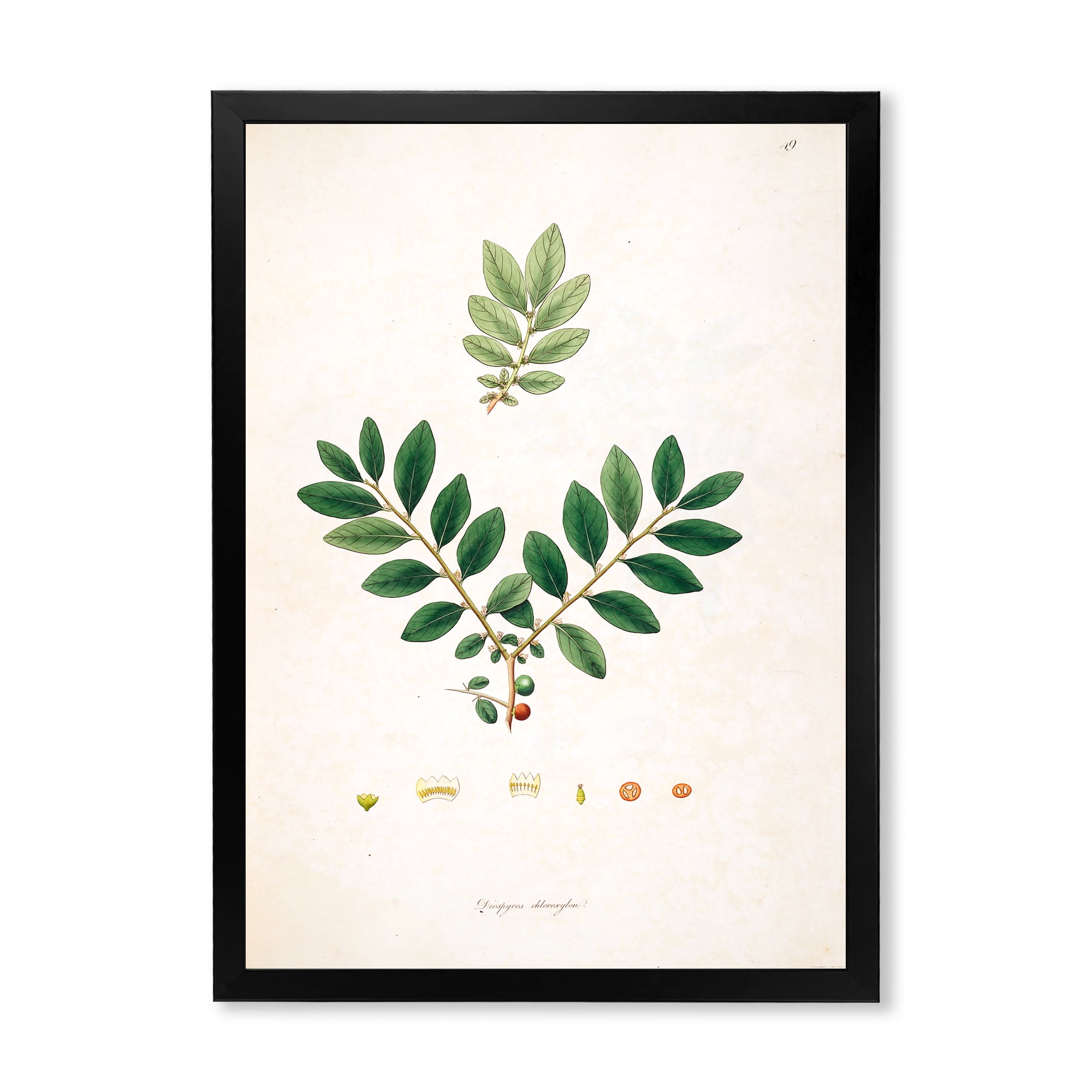 Designart 'Ancient Plant Life XIV' Farmhouse Framed Art Print