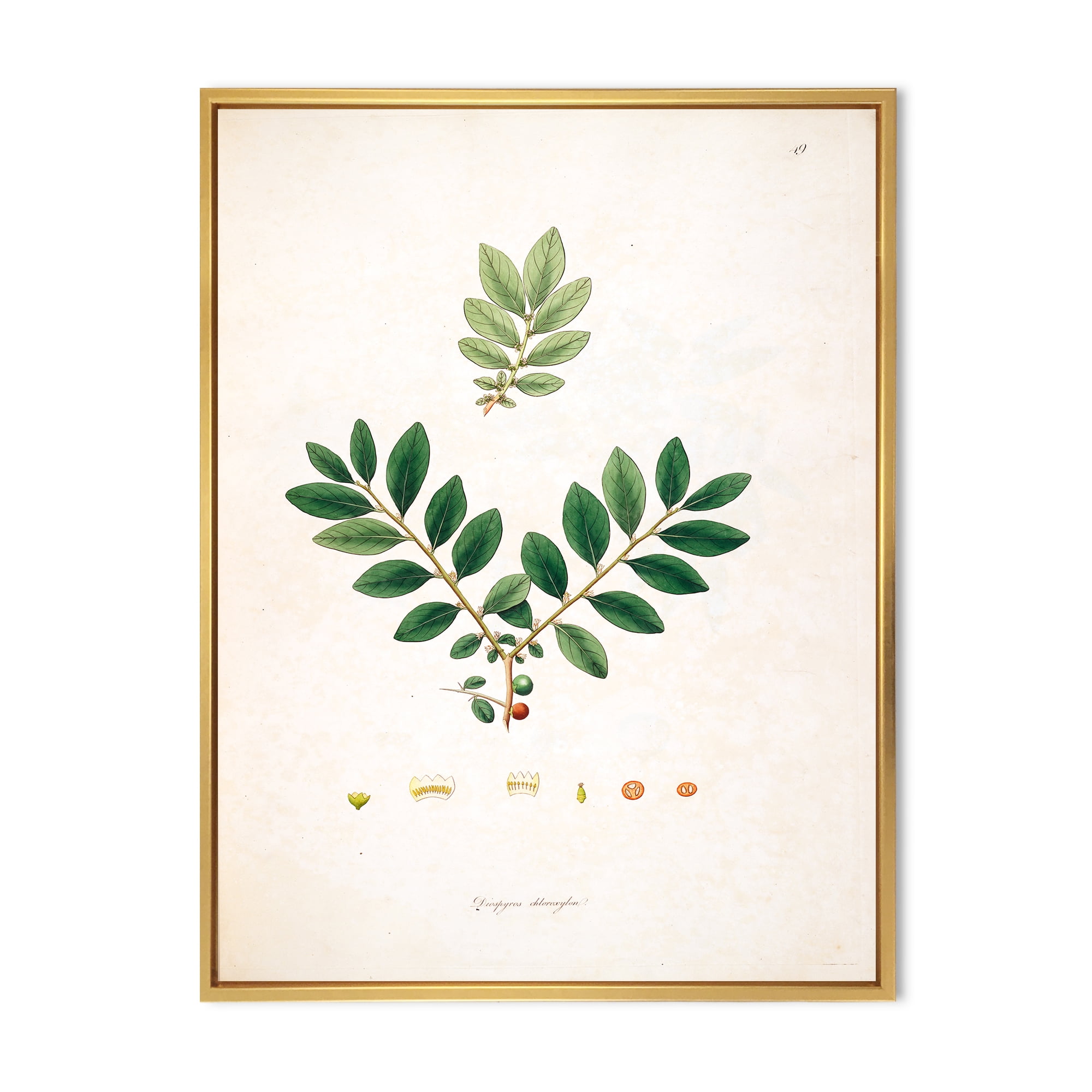 Designart 'Ancient Plant Life XIV' Farmhouse Framed Canvas Wall Art Print
