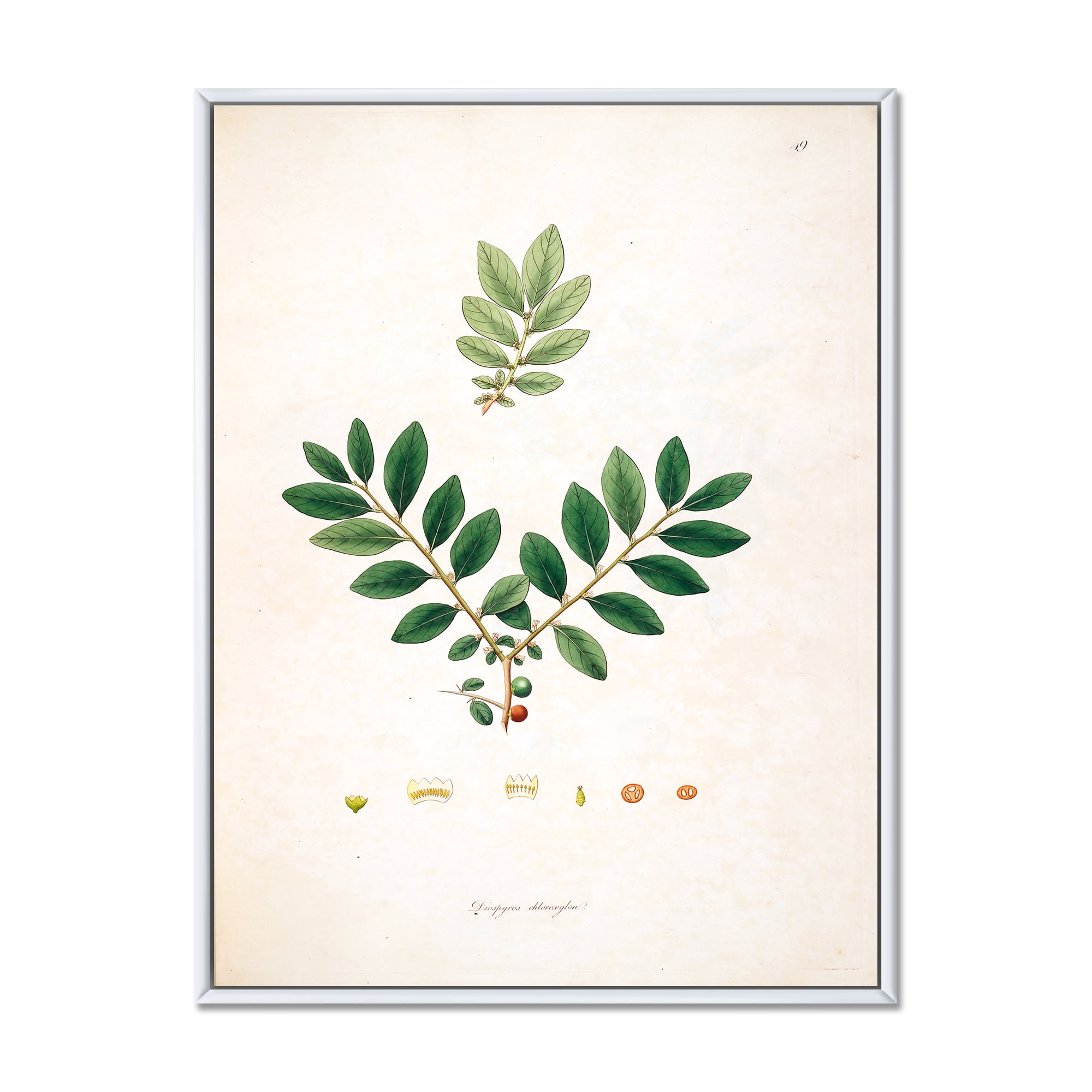 Designart 'Ancient Plant Life XIV' Farmhouse Framed Canvas Wall Art Print