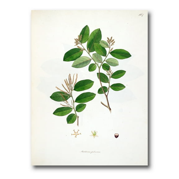 Designart ' Ancient Plant Life XIX ' Farmhouse Canvas Wall Art Print