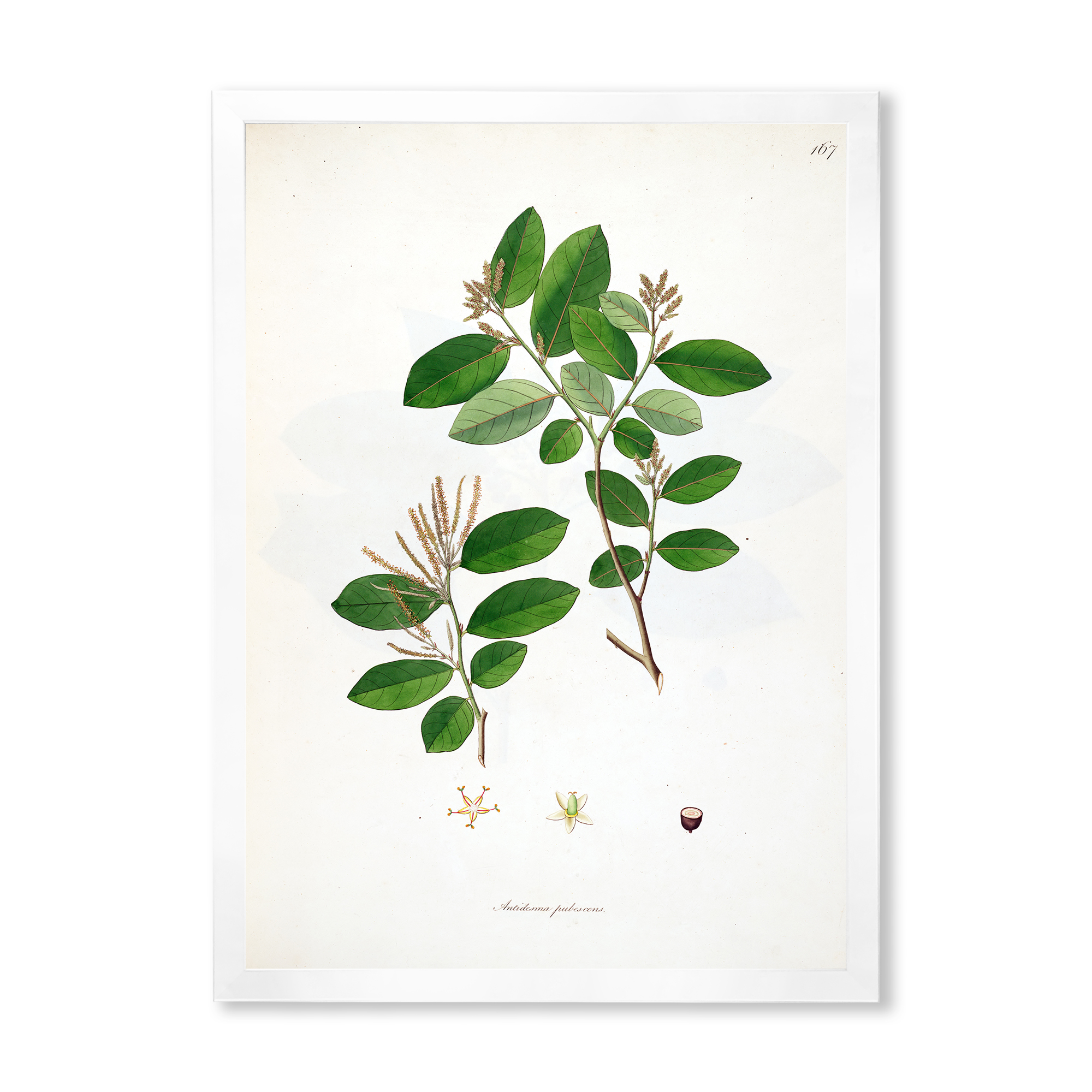 Designart 'Ancient Plant Life XIX' Farmhouse Framed Art Print
