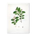 thumbnail image 1 of Designart 'Ancient Plant Life XIX' Farmhouse Framed Art Print, 1 of 4
