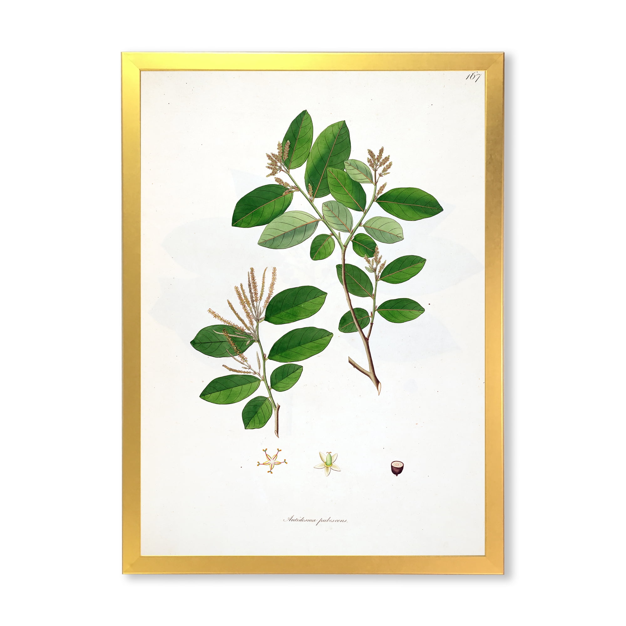 Designart 'Ancient Plant Life XIX' Farmhouse Framed Art Print