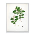thumbnail image 1 of Designart 'Ancient Plant Life XIX' Farmhouse Framed Canvas Wall Art Print, 1 of 5