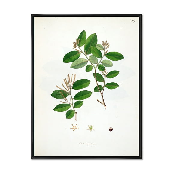 Designart 'Ancient Plant Life XIX' Farmhouse Framed Canvas Wall Art Print