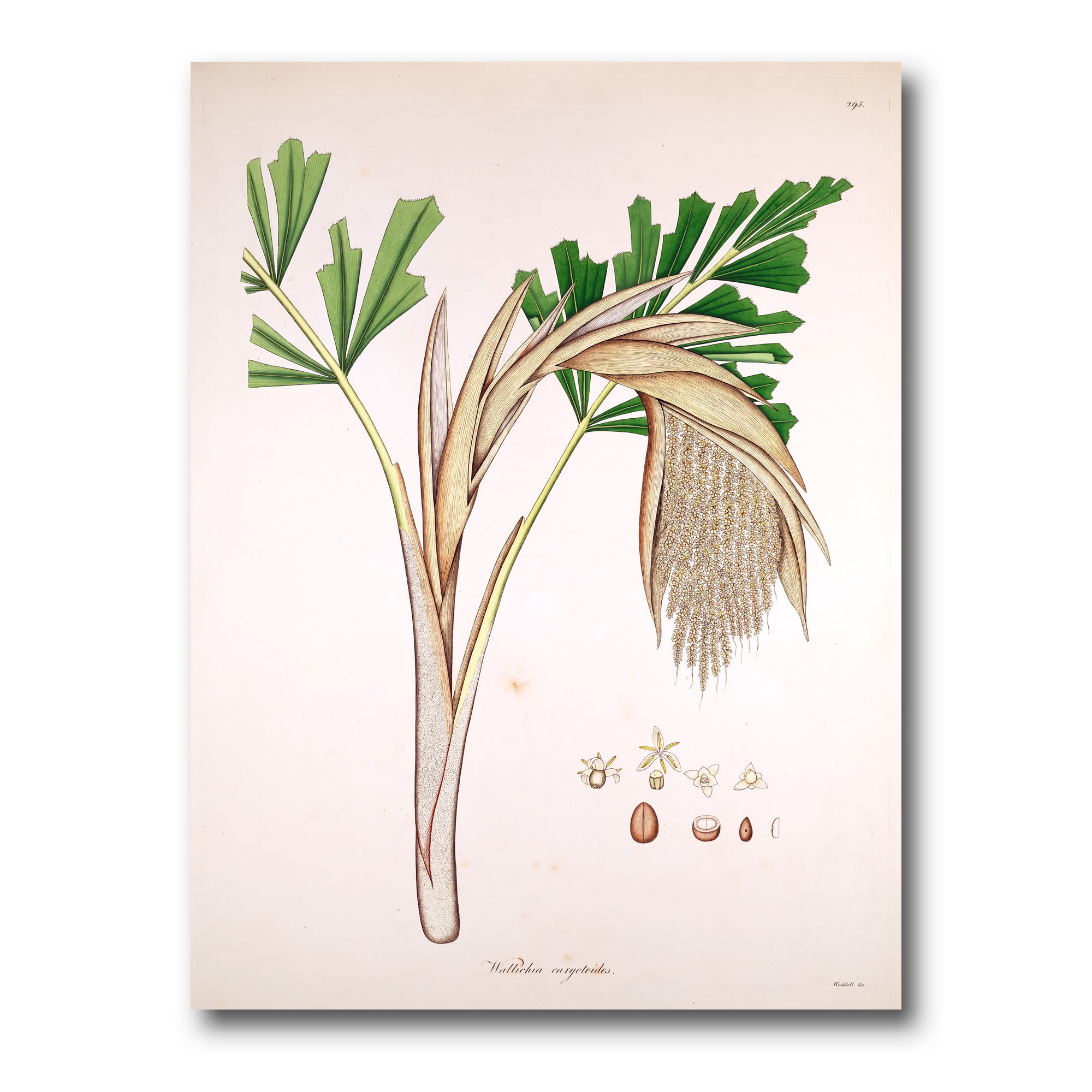 Designart ' Ancient Plant Life XV ' Farmhouse Canvas Wall Art Print