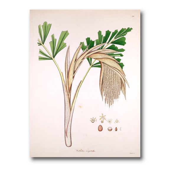 Designart ' Ancient Plant Life XV ' Farmhouse Canvas Wall Art Print