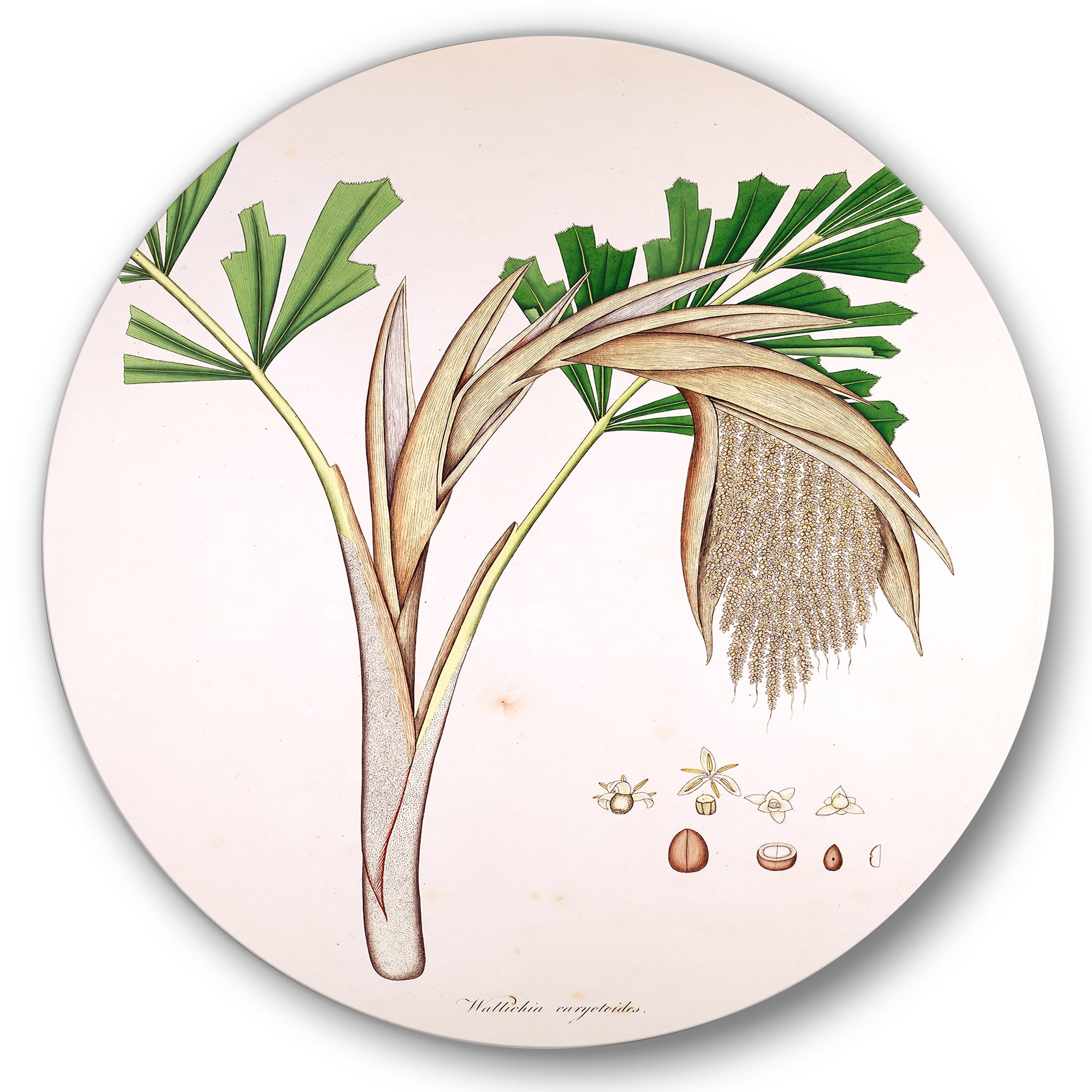Designart 'Ancient Plant Life XV' Farmhouse Circle Metal Wall Art 23x23 - Disc of 23
