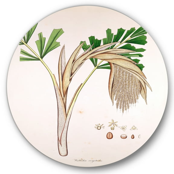 Designart 'Ancient Plant Life XV' Farmhouse Circle Metal Wall Art 36x36 - Disc of 36