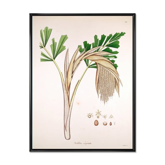 Designart 'Ancient Plant Life XV' Farmhouse Framed Canvas Wall Art Print