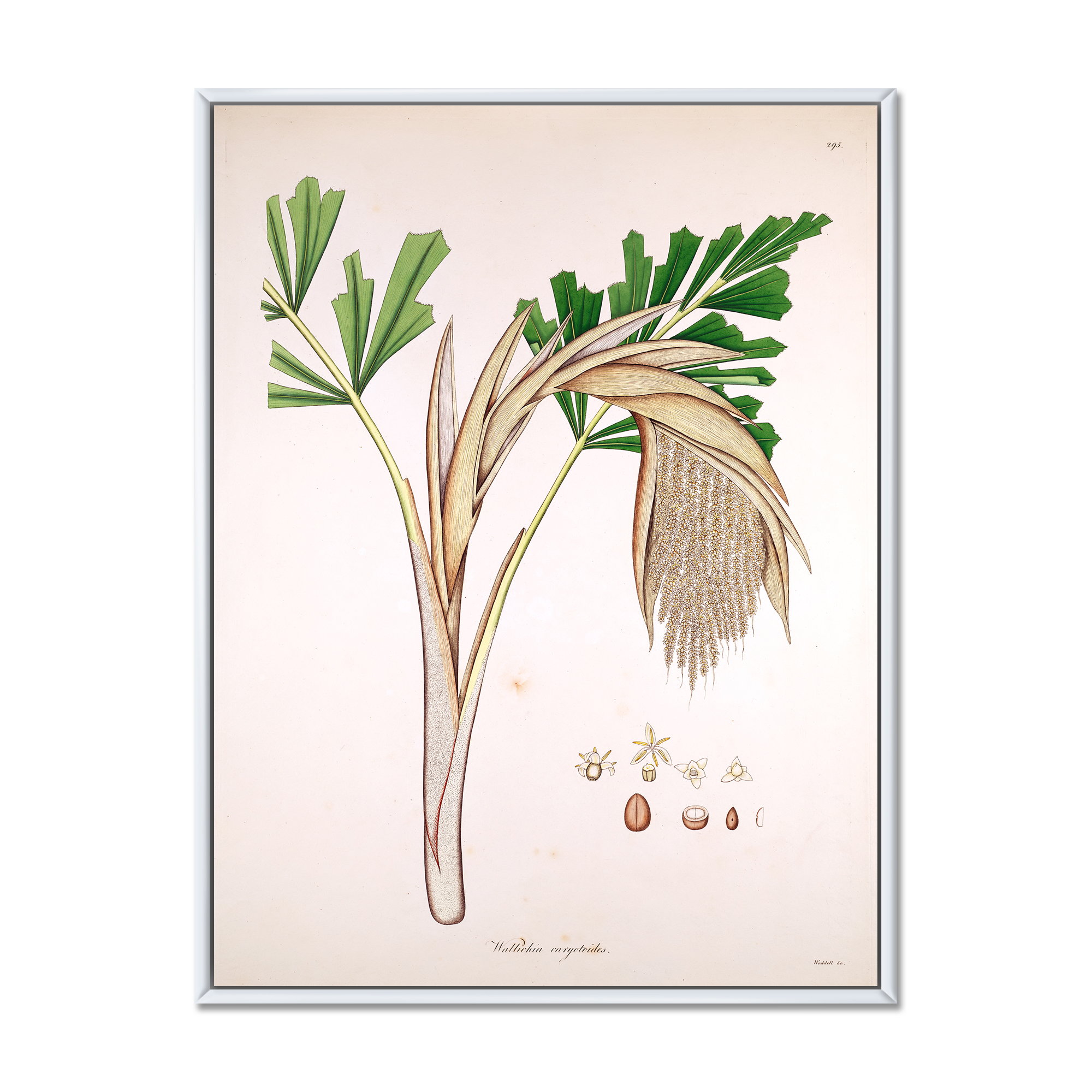 Designart 'Ancient Plant Life XV' Farmhouse Framed Canvas Wall Art Print