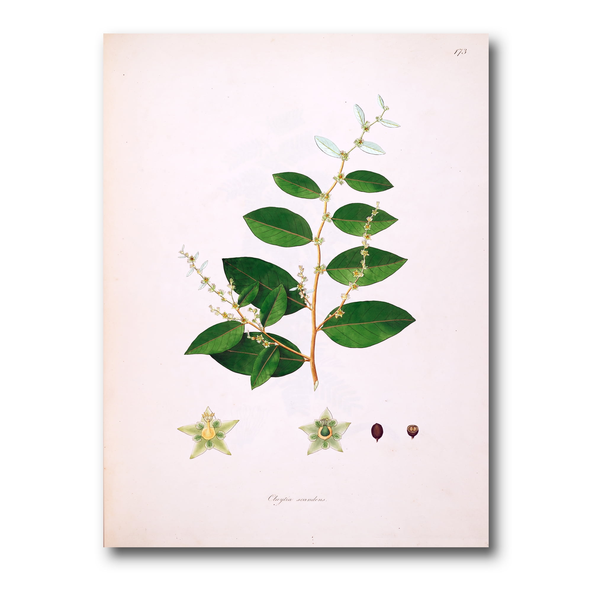 Designart ' Ancient Plant Life XVI ' Farmhouse Canvas Wall Art Print
