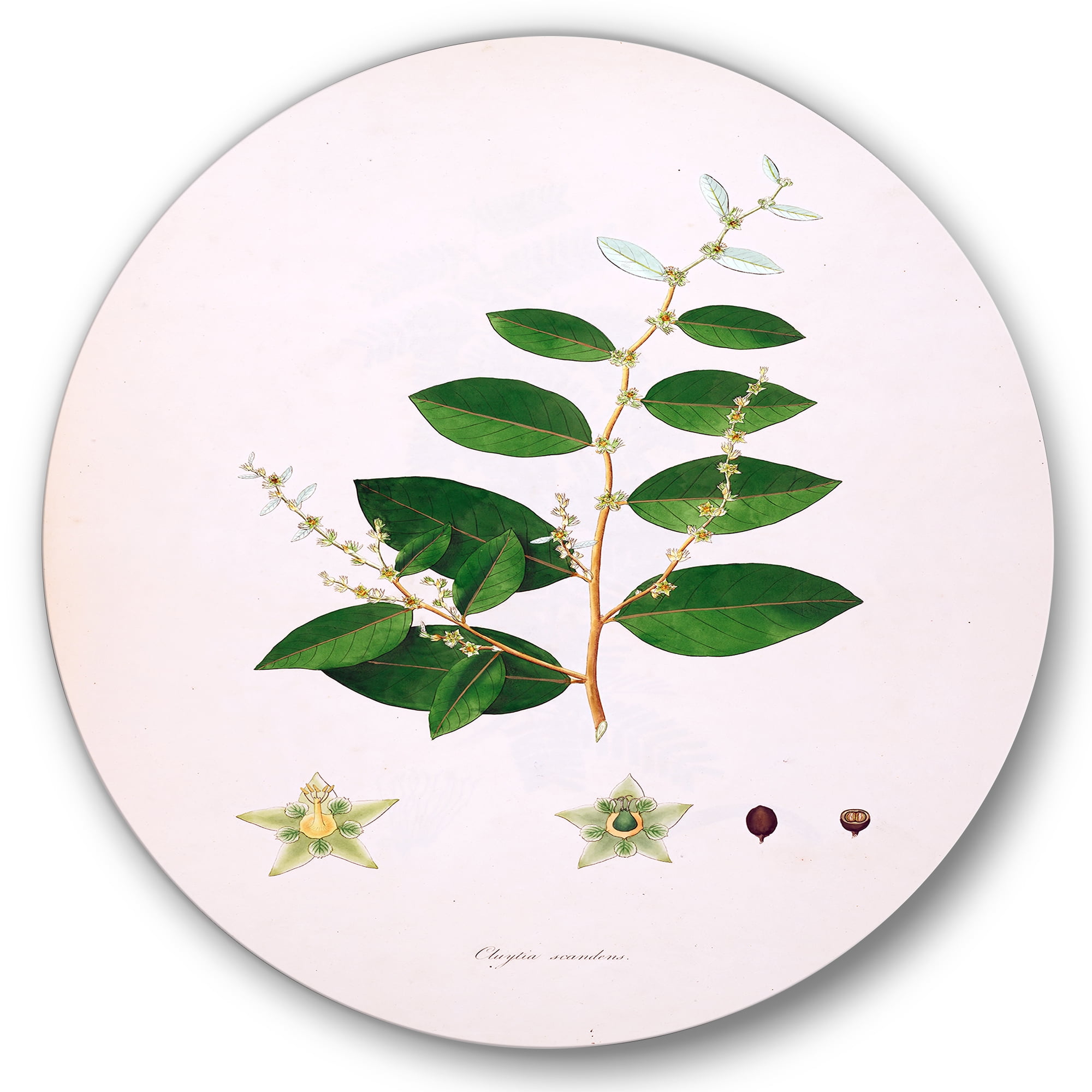 Designart 'Ancient Plant Life XVI' Farmhouse Circle Metal Wall Art 23x23 - Disc of 23