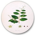 thumbnail image 1 of Designart 'Ancient Plant Life XVI' Farmhouse Circle Metal Wall Art 29x29 - Disc of 29, 1 of 5