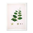 thumbnail image 1 of Designart 'Ancient Plant Life XVI' Farmhouse Framed Art Print, 1 of 4