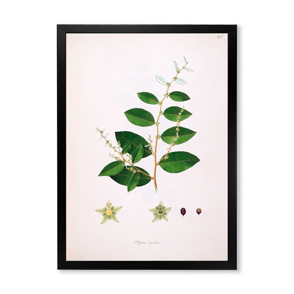 Designart 'Ancient Plant Life XVI' Farmhouse Framed Art Print
