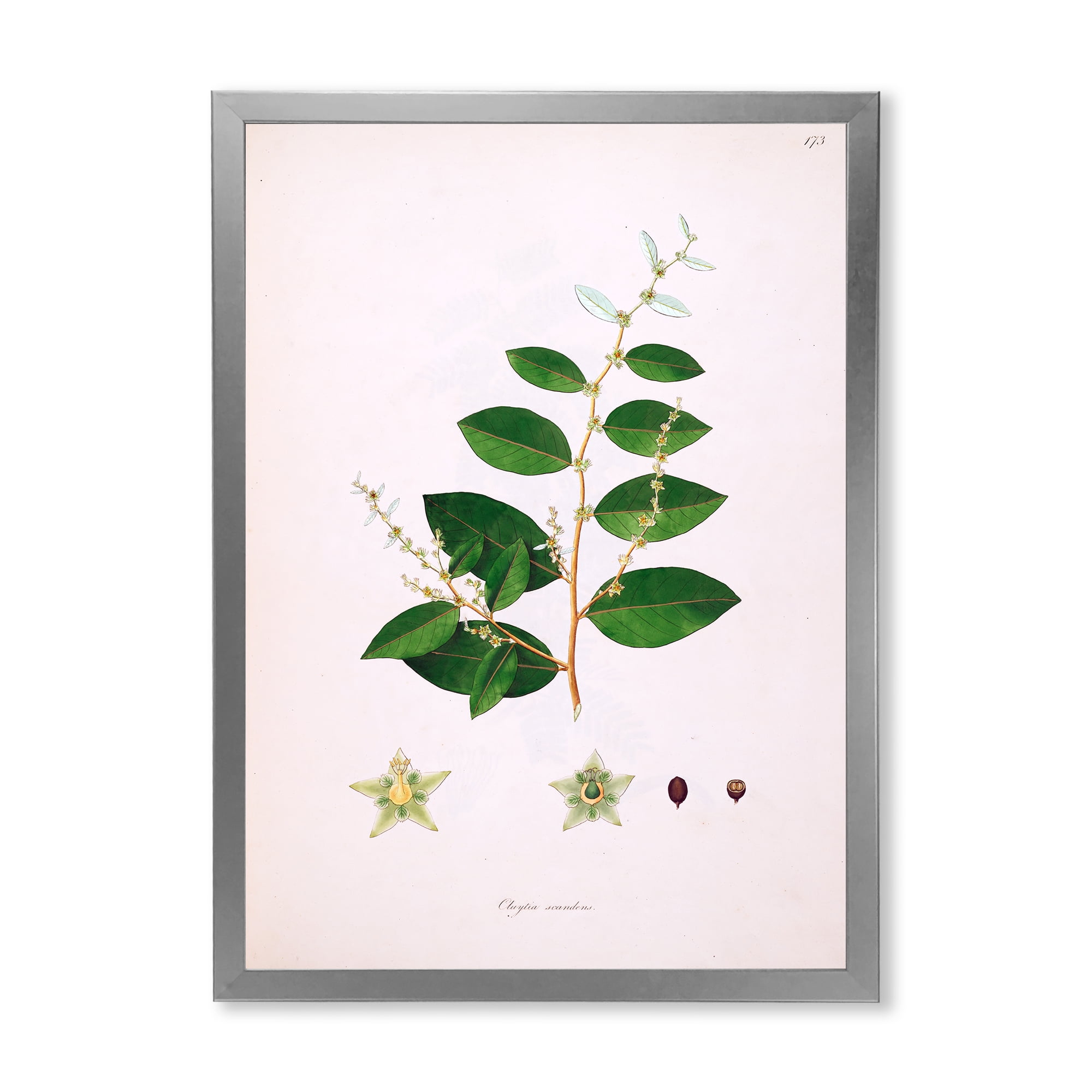 Designart 'Ancient Plant Life XVI' Farmhouse Framed Art Print