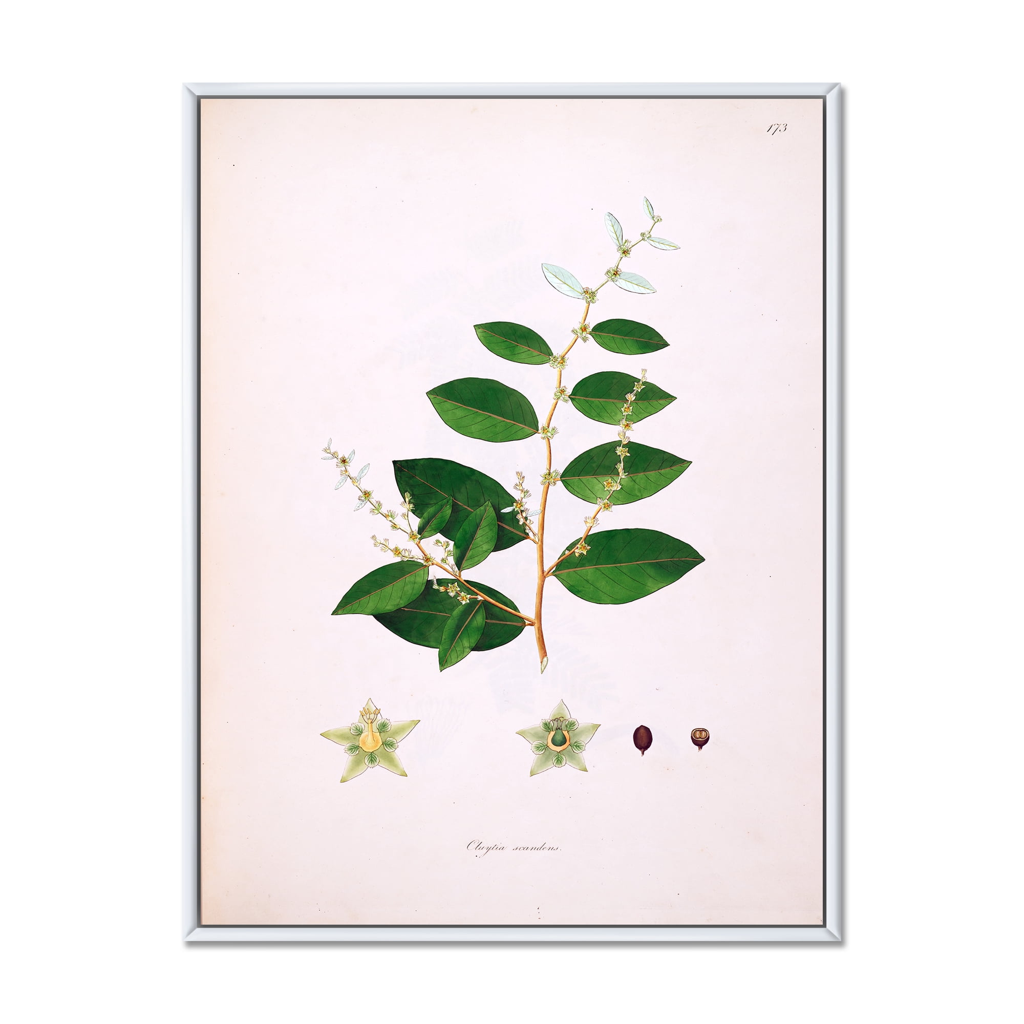 Designart 'Ancient Plant Life XVI' Farmhouse Framed Canvas Wall Art Print
