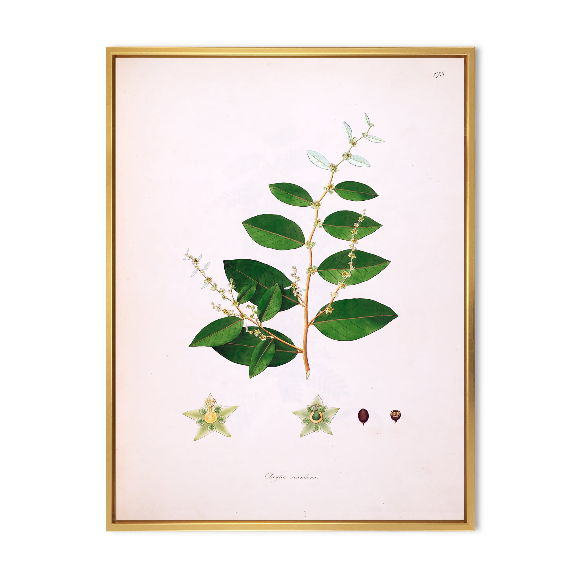 Designart 'Ancient Plant Life XVI' Farmhouse Framed Canvas Wall Art Print