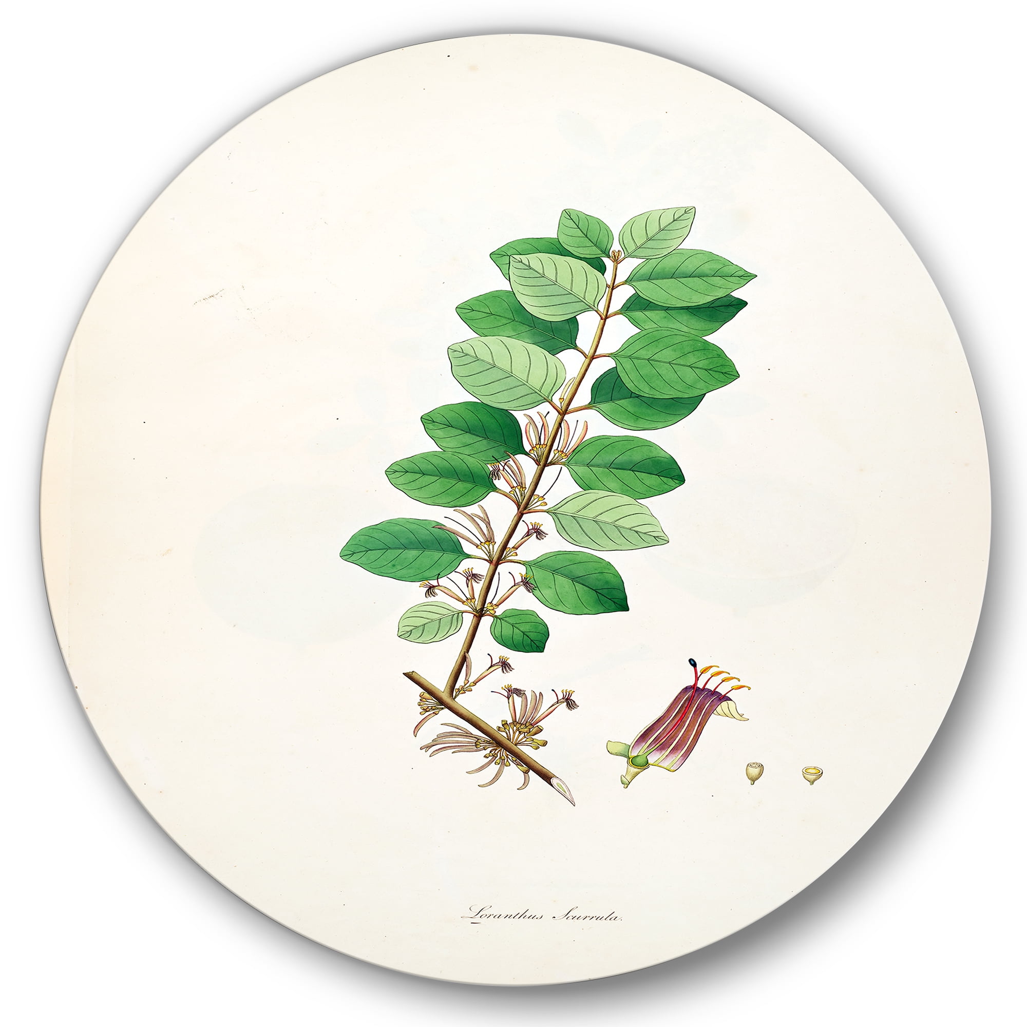 Designart 'Ancient Plant Life XVII' Farmhouse Circle Metal Wall Art 29x29 - Disc of 29