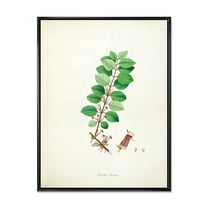 Designart 'Ancient Plant Life XVII' Farmhouse Framed Canvas Wall Art Print